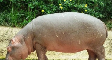 NHỮNG LOẠI TÚI DA THÚ HÀNG ĐỘC TRÊN THẾ GIỚI